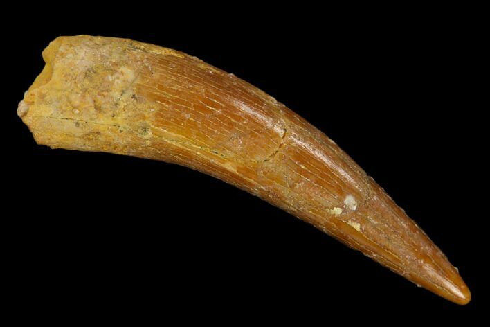 Fossil Pterosaur (Siroccopteryx) Tooth - Morocco #127686